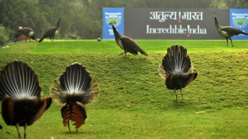 Panasonic Open