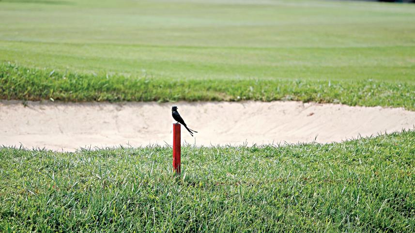 Golfers-left-lurch.jpg