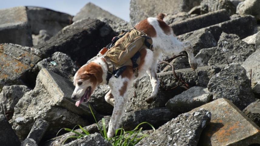 gonta-the-dog-1-web.jpg