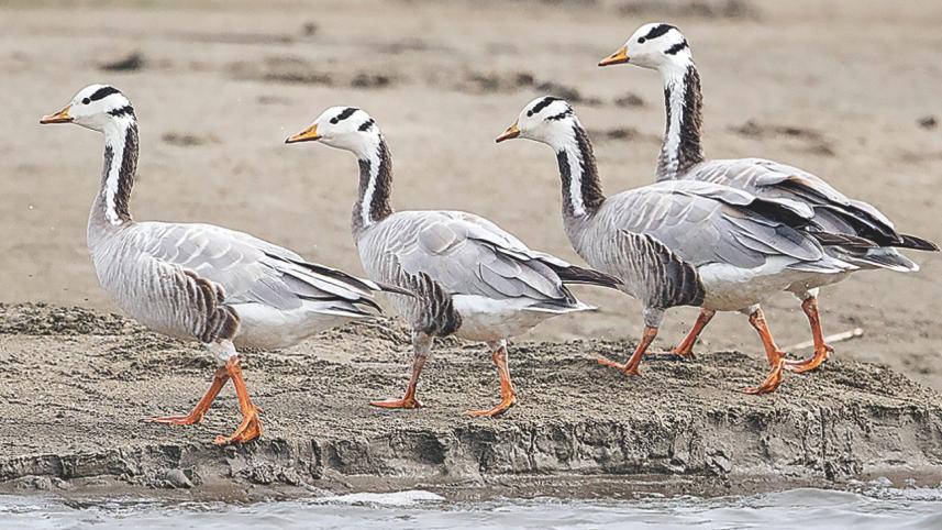 Goose.jpg