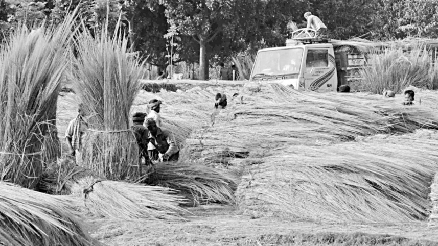 grass straw