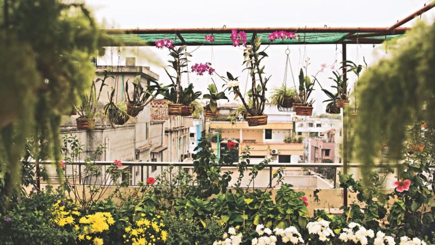 green dhaka.jpg