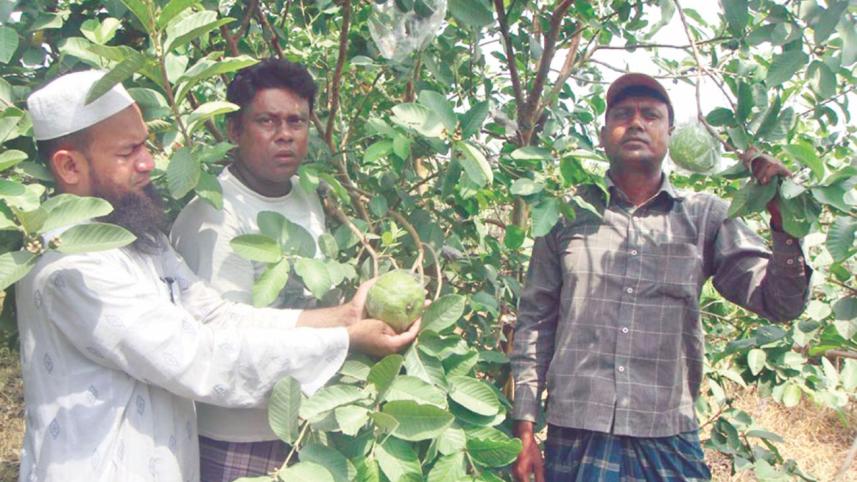 guava-village.jpg