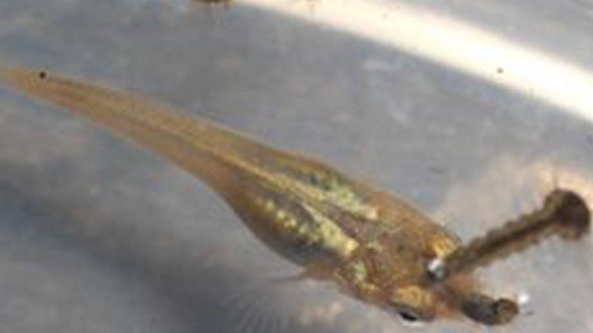 guppy-fish-ann-web.jpg