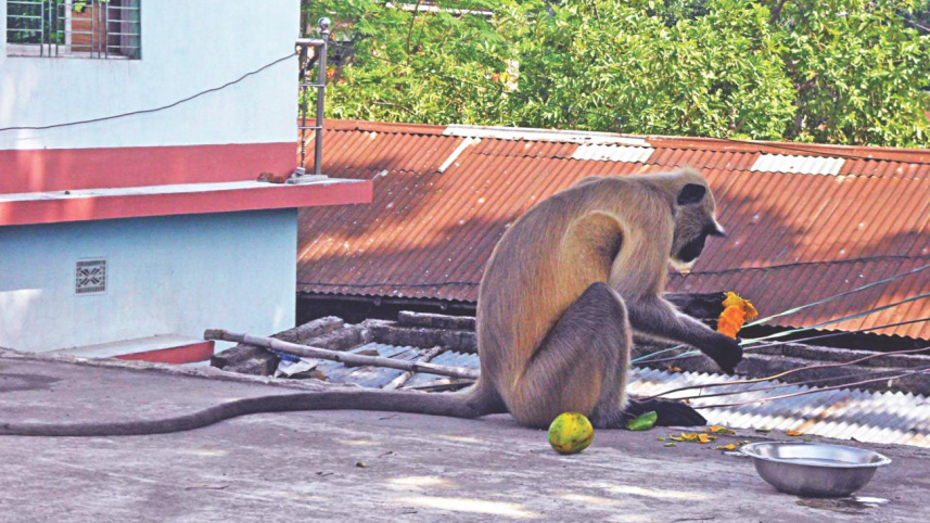 Hanuman langur.jpg
