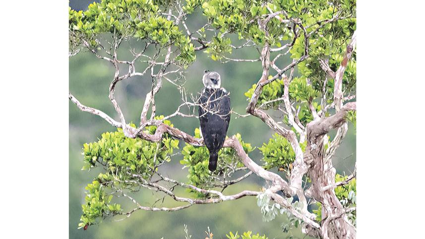Harpy Eagle.jpg