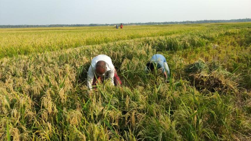 harvesting-for-food-security.jpg