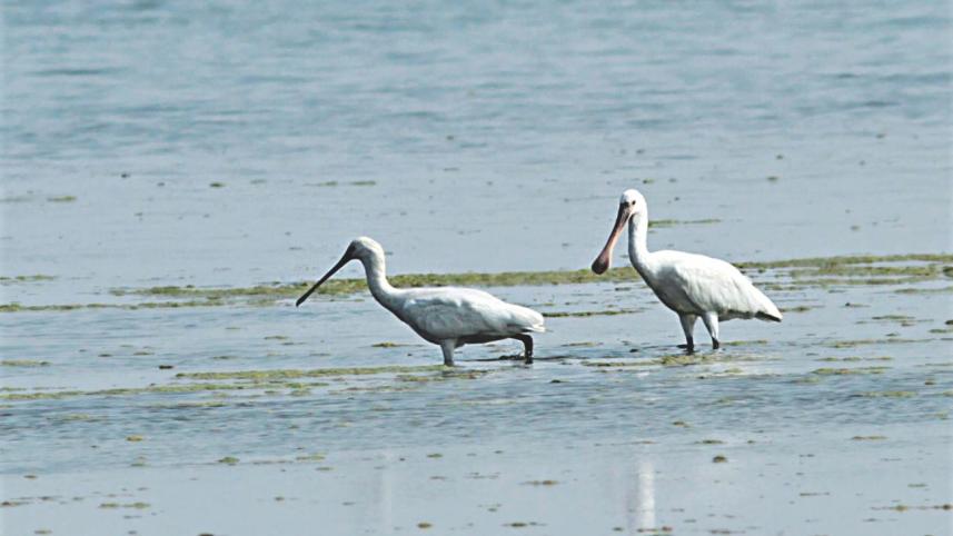 heron.jpg
