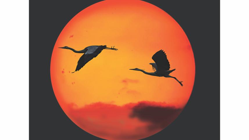 Heron.jpg