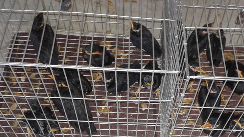 Hilly Mynas.jpg