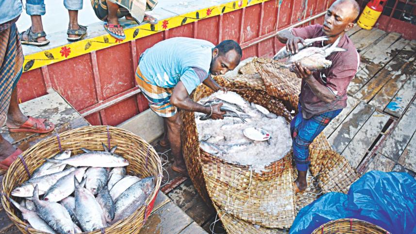 hilsha fish 1.jpg
