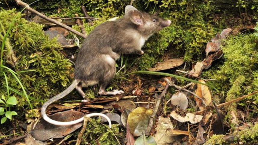 hog-nosed-rat.jpg