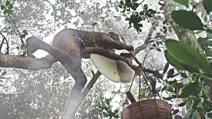 honey hunting.jpg