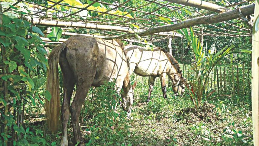 horses grazing.jpg
