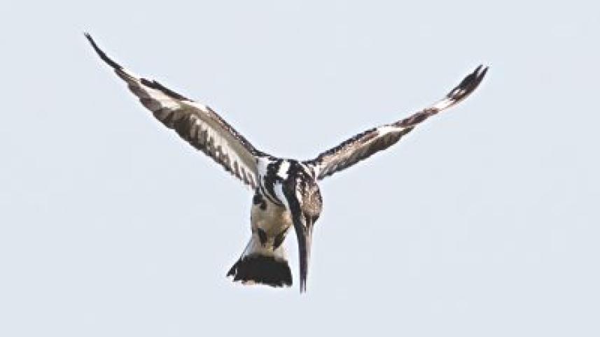 Hovering Birds.jpg