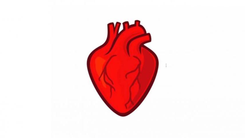 human-heartWB.jpg