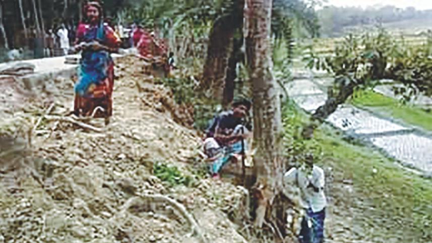 illegal logging
