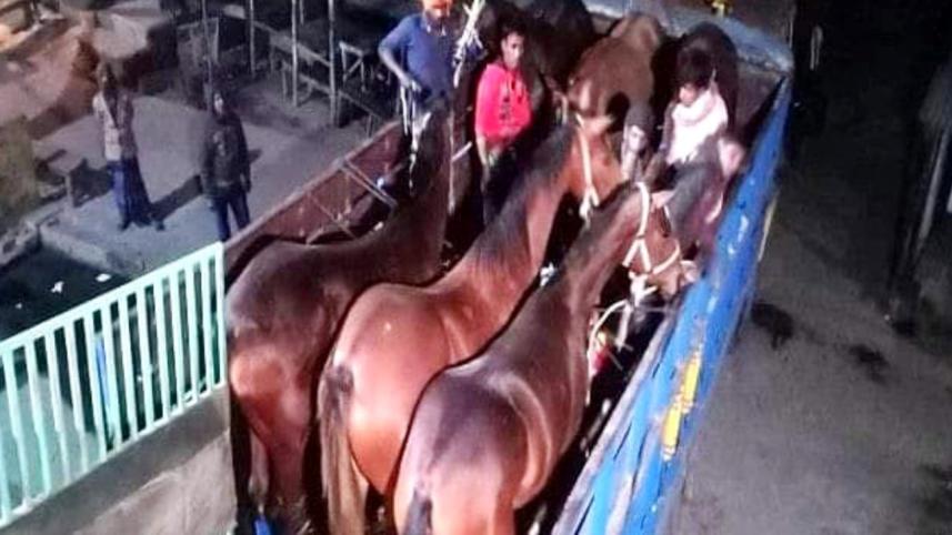 imported Horse.jpg