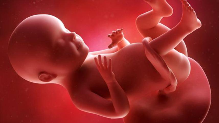 in-womb.jpg-NS.jpg