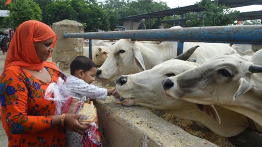 India-cow-web.jpg