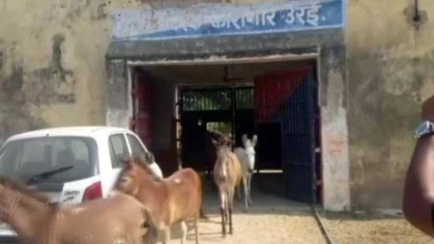 Indian donkey.JPG