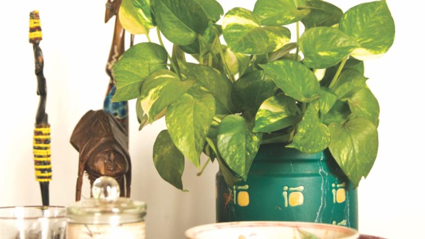 indoor garden