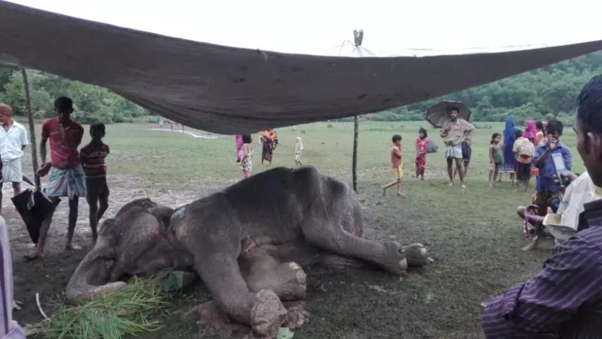 injured elephant.jpg