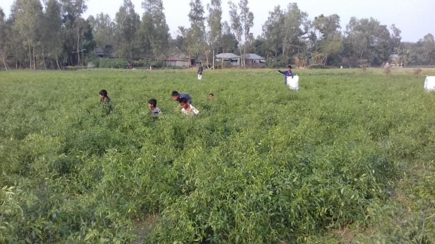 jamuna char.jpg