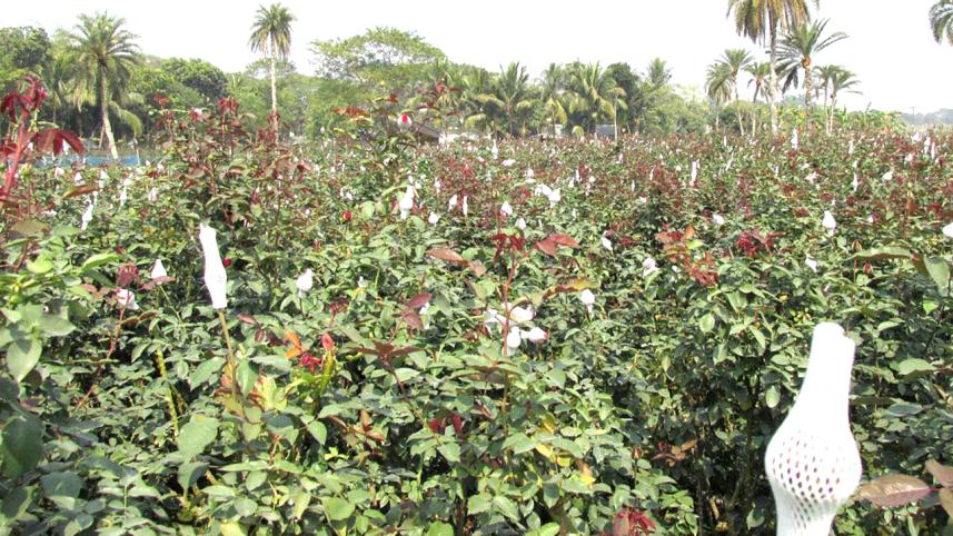 Jashore flower