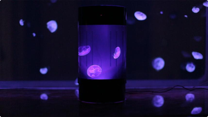 jelly-fish-1-wb.jpg