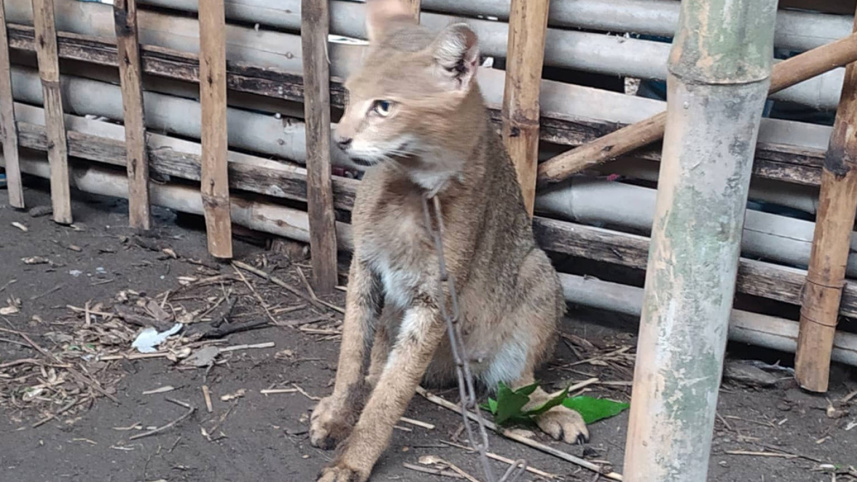 Jungle cat.jpg