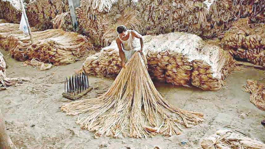 Jute.jpg