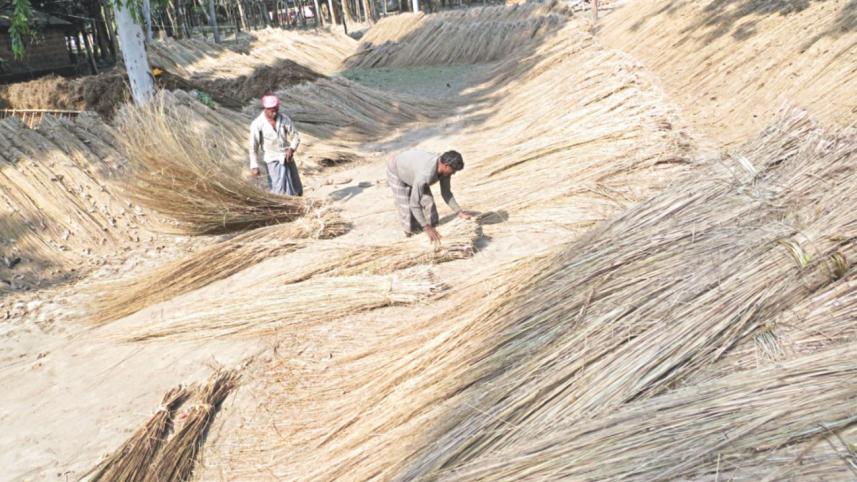Kans grass.jpg