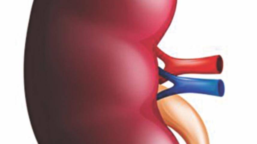 kidney.jpg