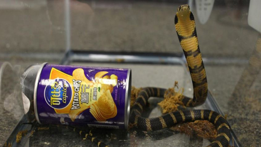 king cobra.JPG