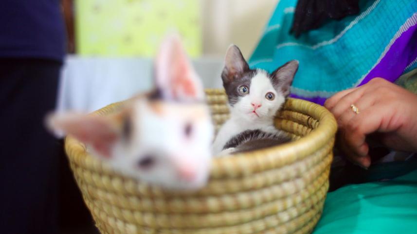 kitten