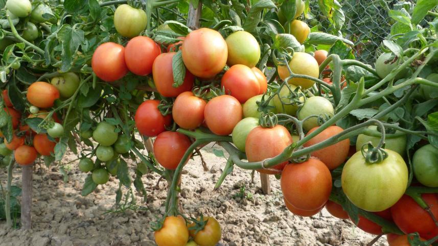 Lal-Bahadur-tomato.jpg