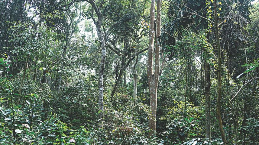 learning trees.jpg