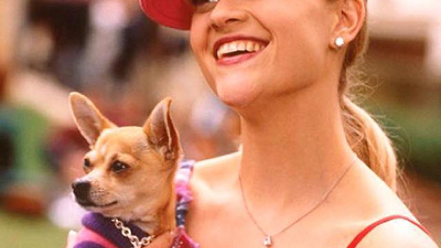 legally-blonde-dog-web.jpg