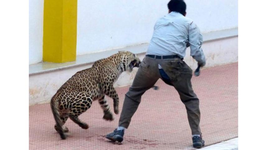 leopard-web.jpg