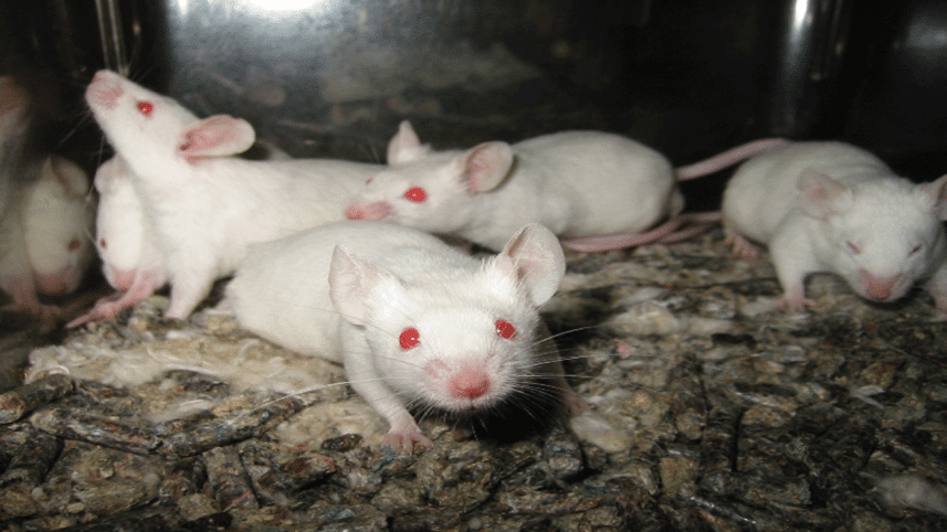 Lightmatter_lab_mice.gif
