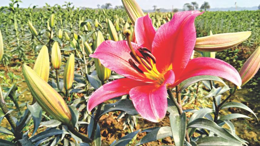 Blooming Liliums