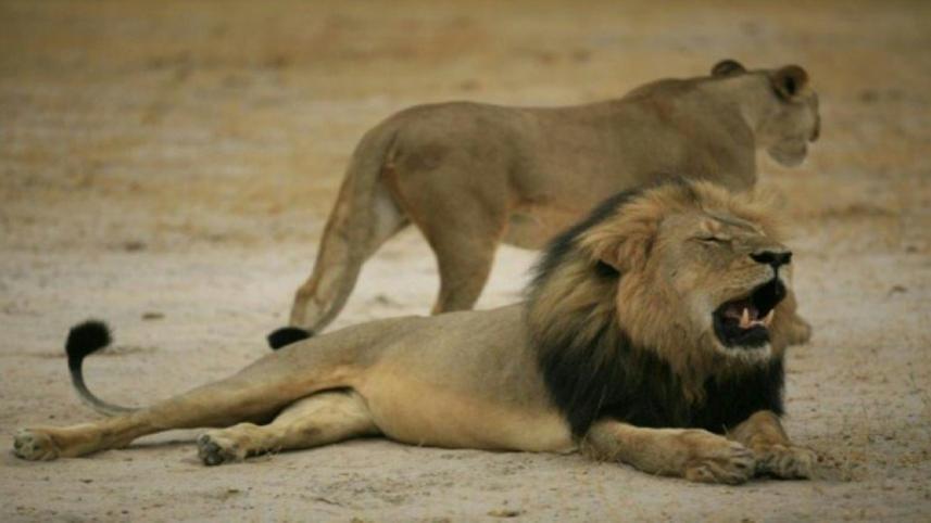 lion.jpg