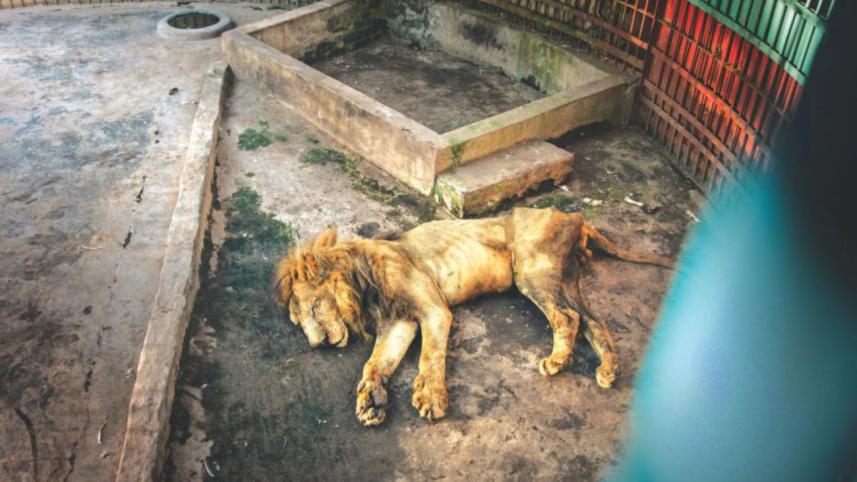 Lion.jpg