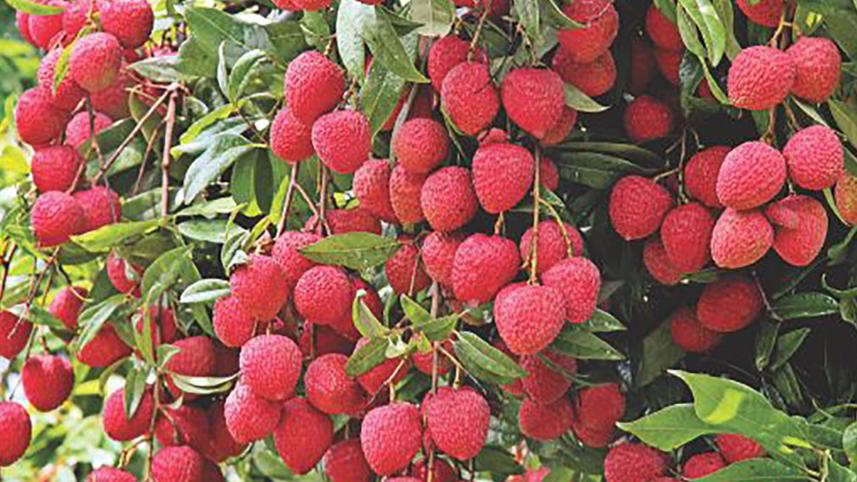 litchi-new.jpg