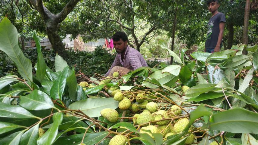 Litchi-web.jpg