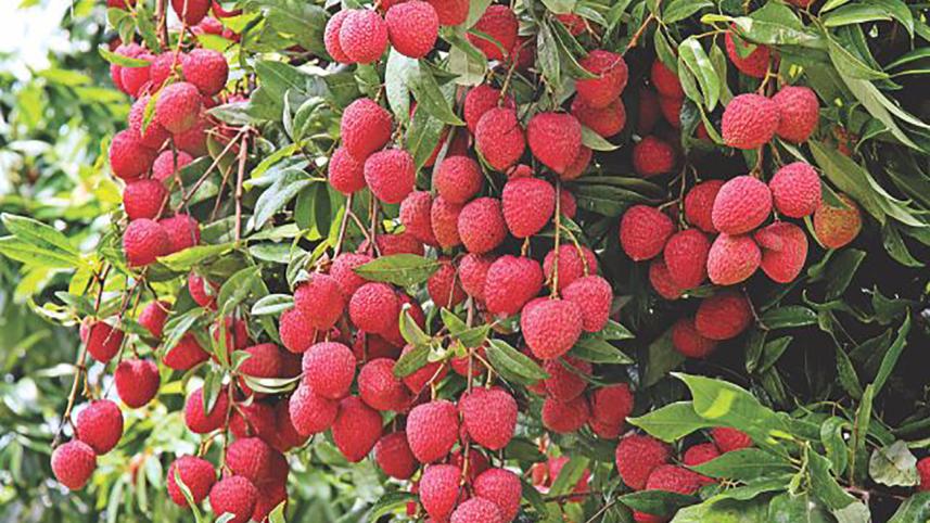 litchi.jpg