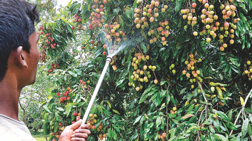 litchis 1.jpg