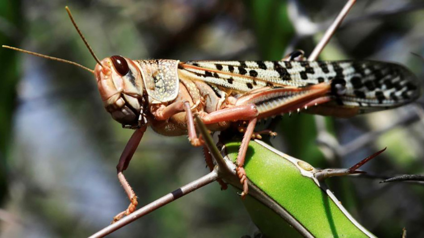 locust.JPG