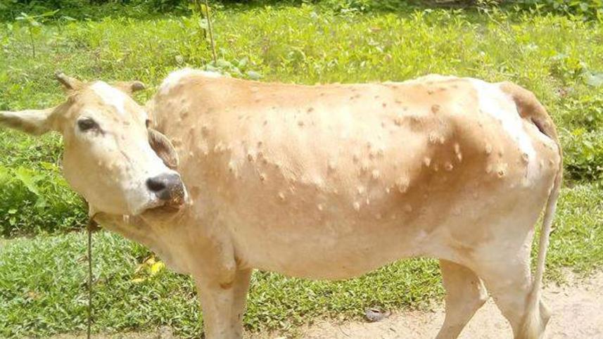 LSD-VIRUS-IN-MOULVIBAZAR.jpg